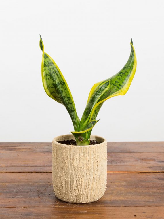 Snake Plant ‘Twisted Sister’