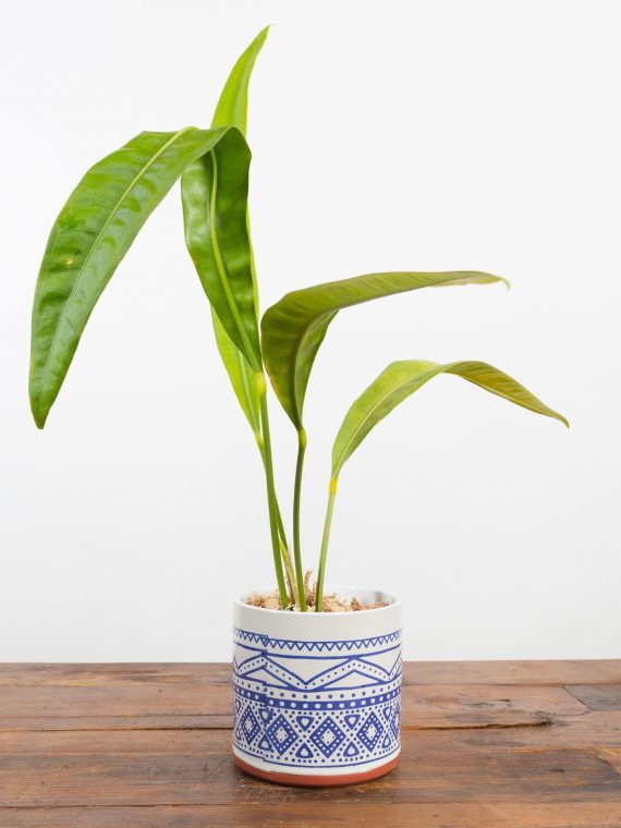 Anthurium Vittarifolium