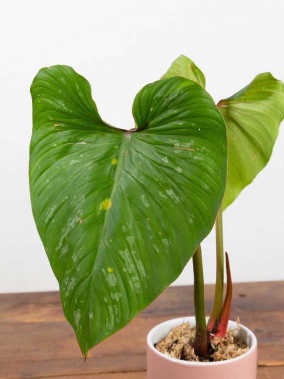 Philodendron Mamei