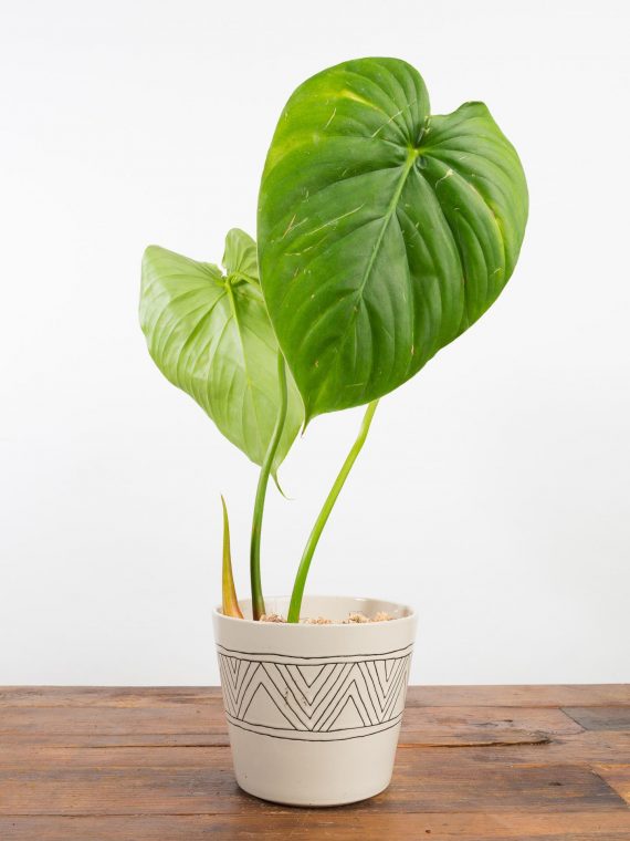 Philodendron pastazanum