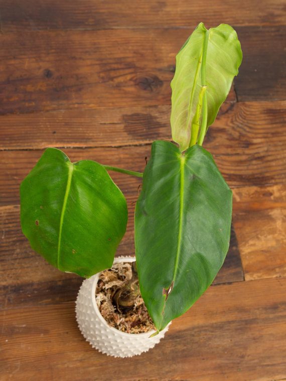 Philodendron Esmeraldense