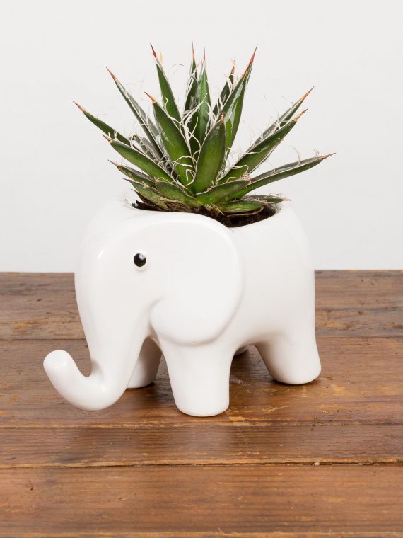 White Elephant Planter