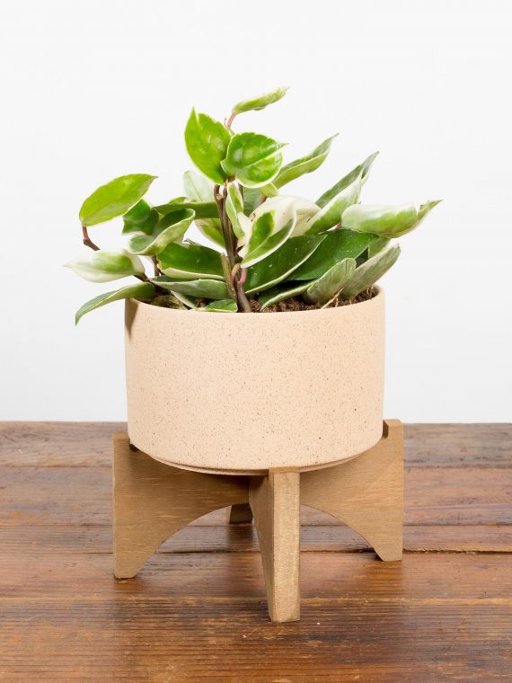 Desert Planter On Wood Stand