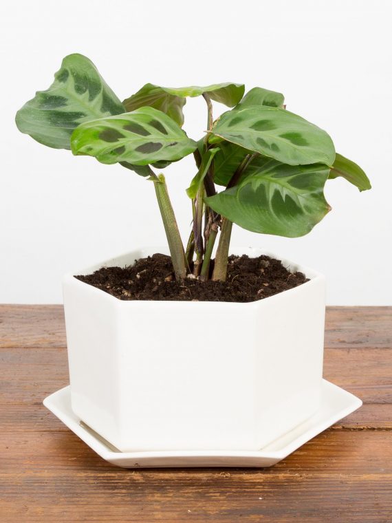 White Hexagon Planter