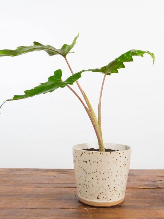 Black And White Speckled Planter