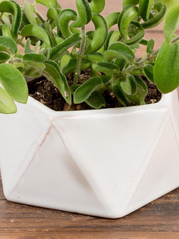 Faceted Triangle Planter