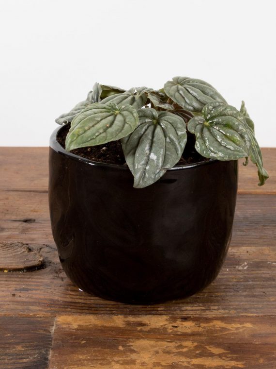 Silver Leaf Peperomia