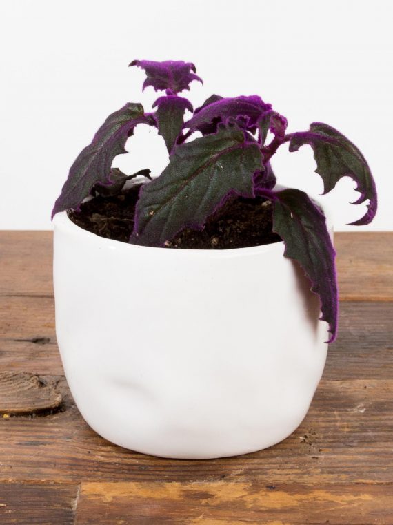 Velvet Purple Passion Plant