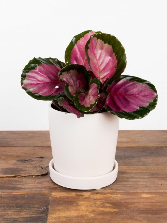 Calathea Roseopicta ‘Rosy’