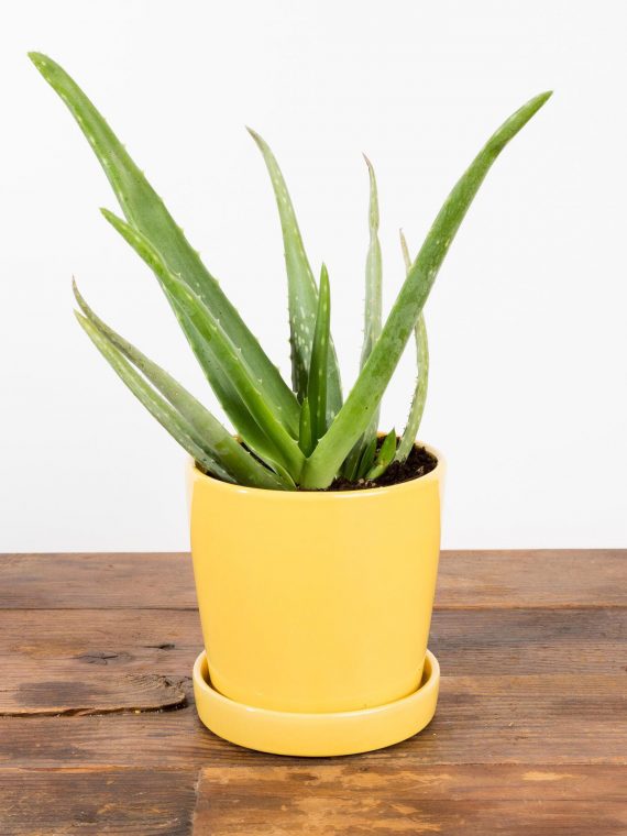 Aloe Vera (Medicinal)