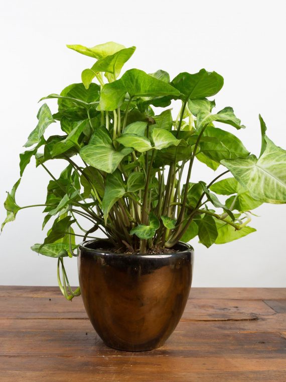 Arrowhead Vine ‘Imperial White’