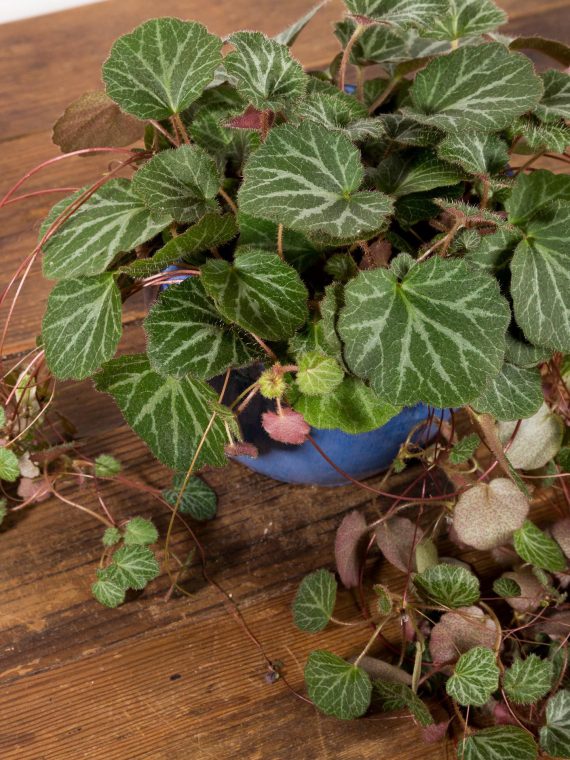 Strawberry Begonia