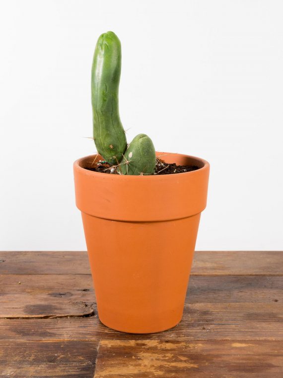 Cactus – Penis