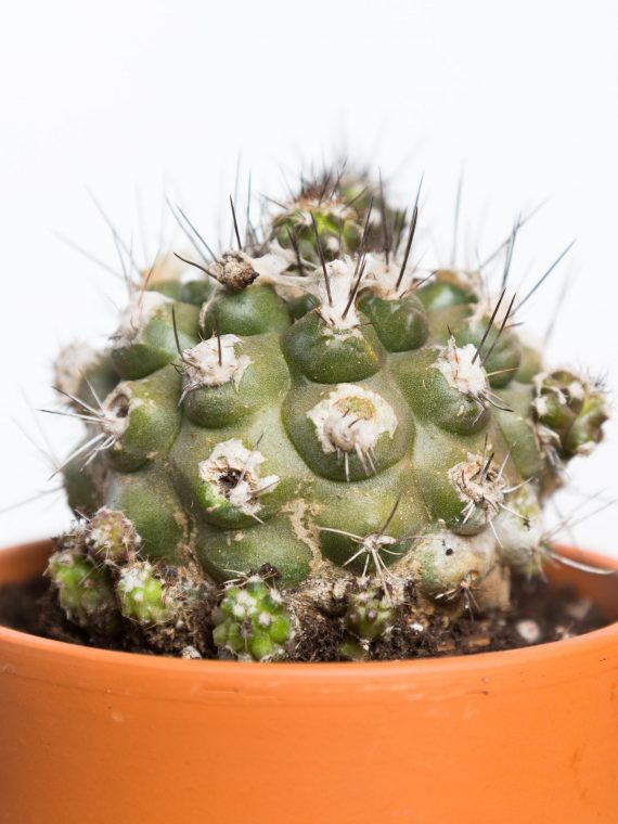 Copiapoa Hypogaea ‘Barquitensis’