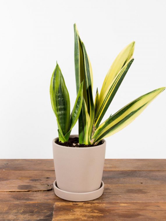 Snake Plant ‘Flame’