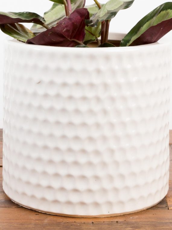 Dimple Cylinder Planter