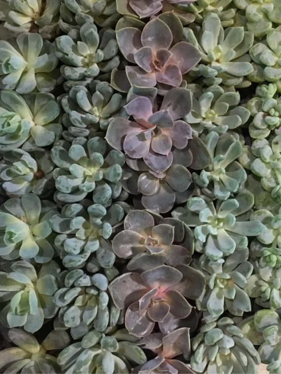 Succulent