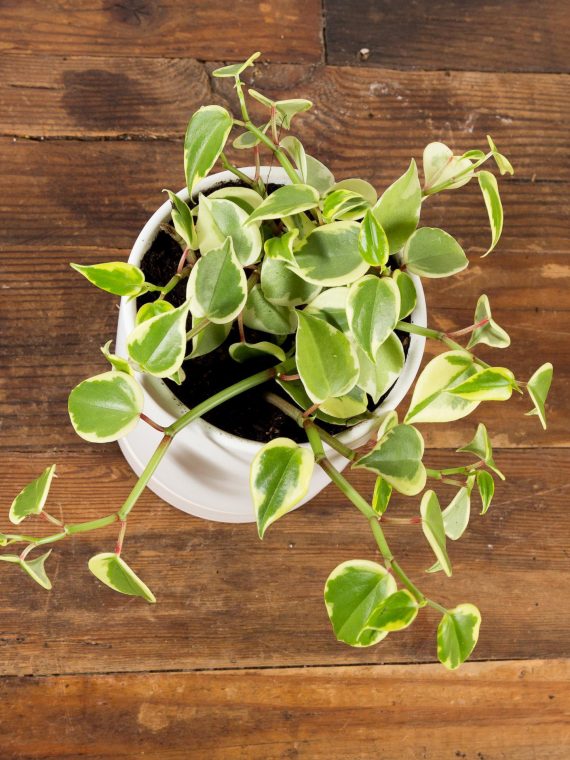 Peperomia Scandens – Variegated