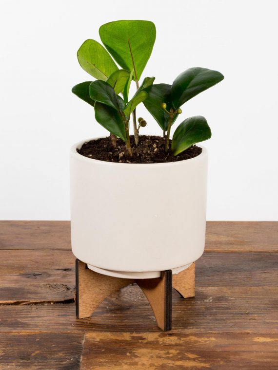 Triangle Ficus