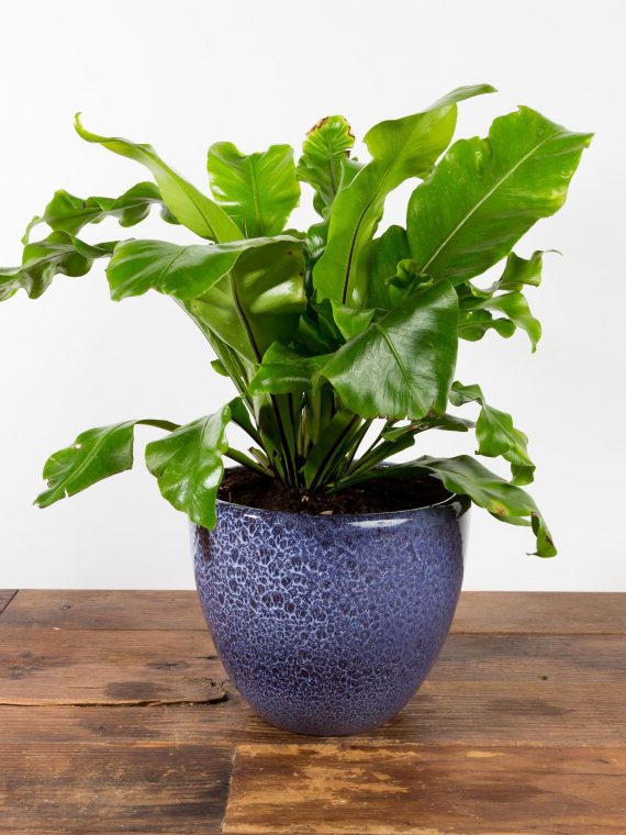 Bird’s Nest Fern