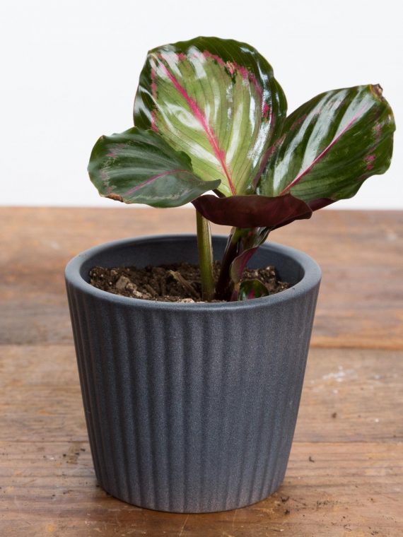 Calathea Roseopicta ‘Rosy’