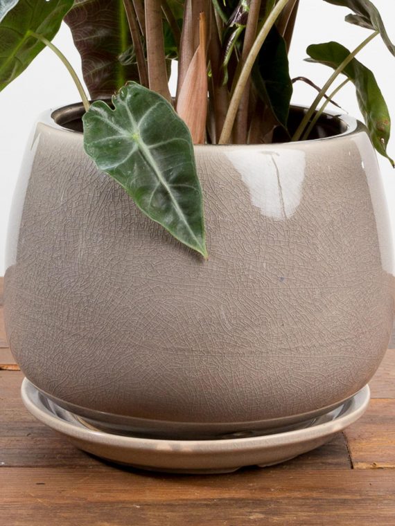 Grey Slim Profile Sphere Planter With Attached Saucer