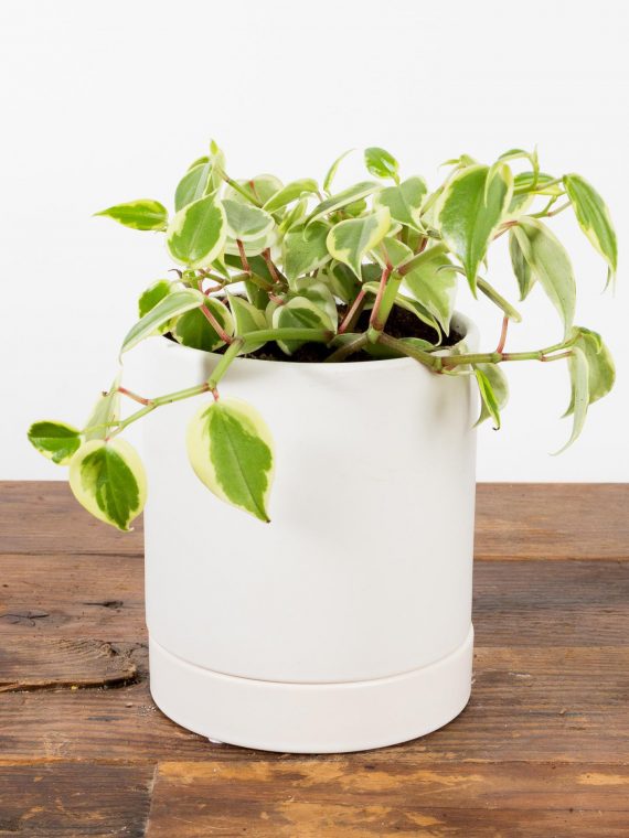 Fitted Matte Cylinder Planter With Saucer