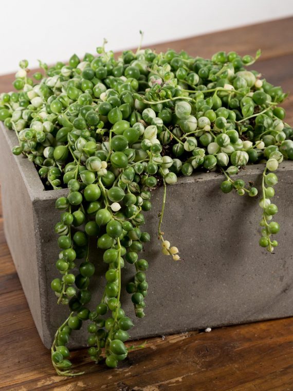 Concrete Cube Planter