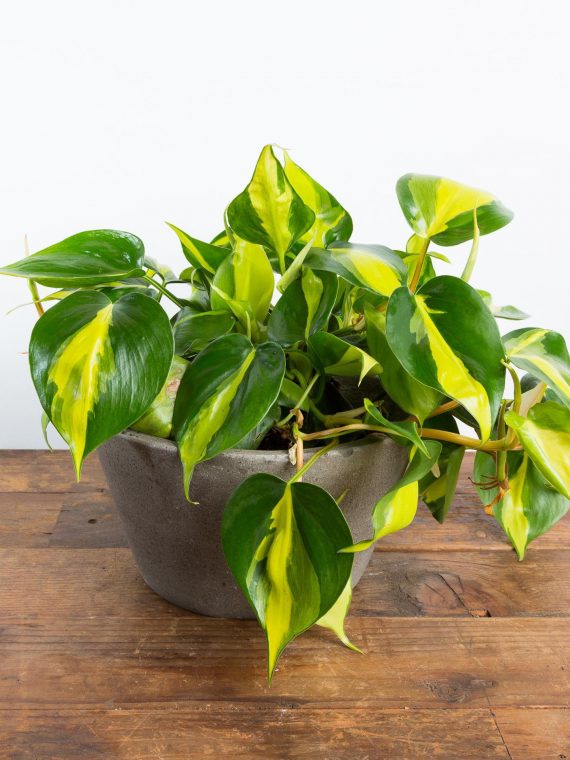 Pothos ‘Brasil’