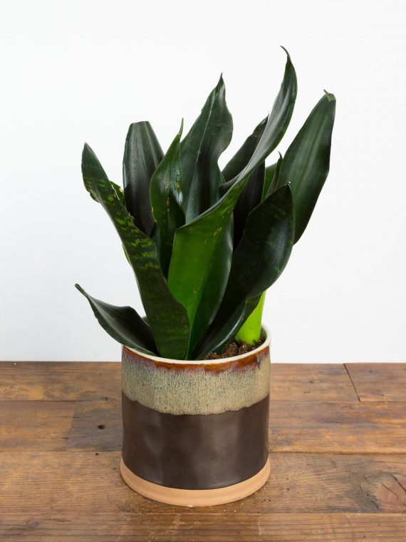 Snake Plant ‘Black Jack’