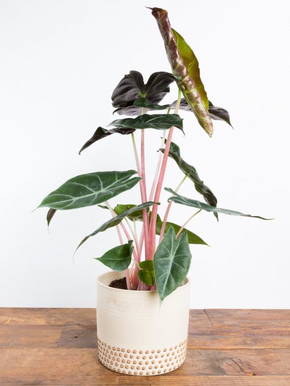 Alocasia ‘Morocco’