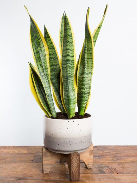 Snake Plant ‘Laurentii’