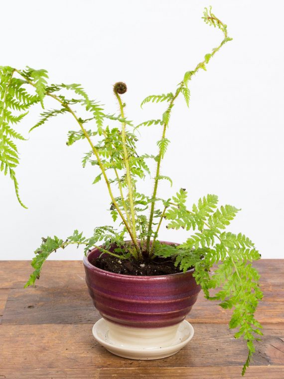 Australian Tree Fern