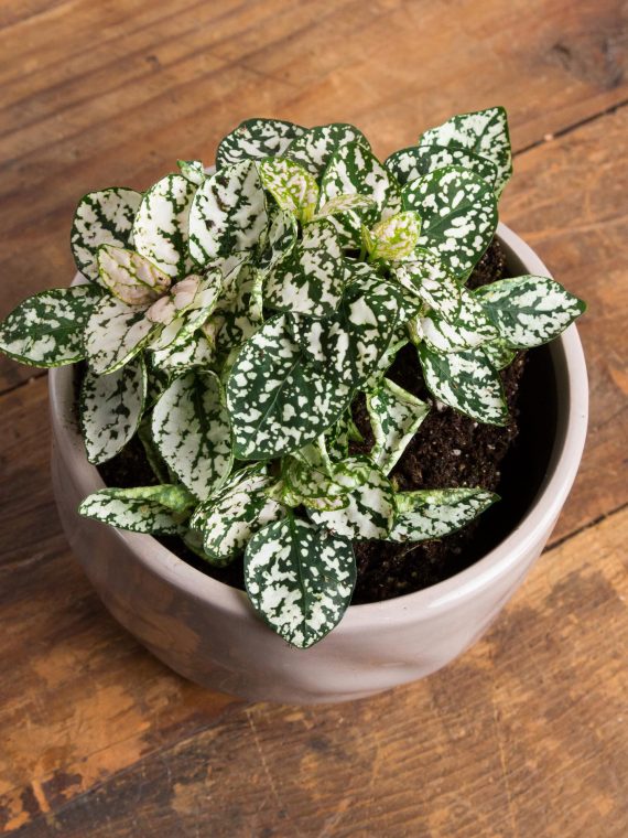 Polka Dot Plant ‘White Splash’