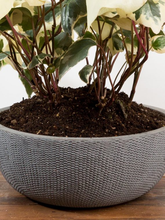 Matte Scale Bowl Planter