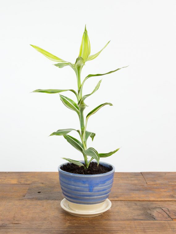 Dragon Tree ‘White Ribbon’