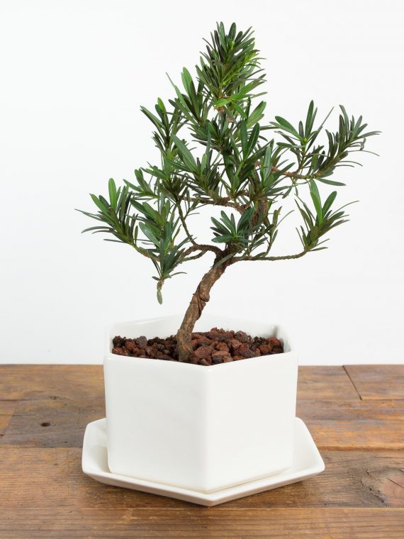 Buddhist Pine Bonsai