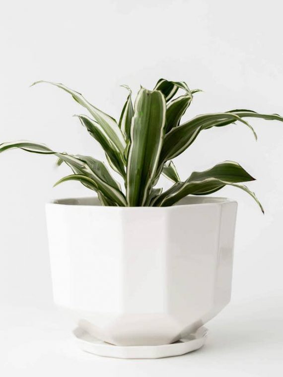 Geometric Berry Bowl Planter