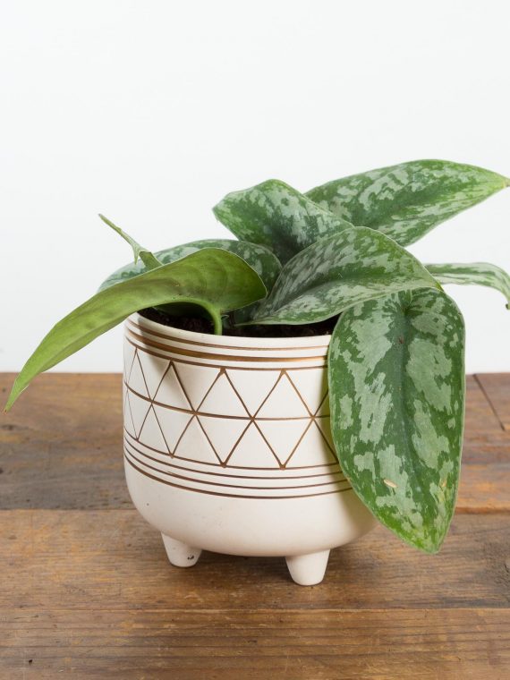 Pothos ‘Silver/Satin – Trebi’