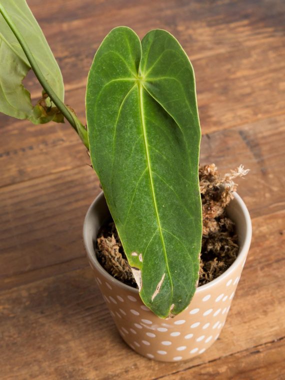 Anthurium metallicum