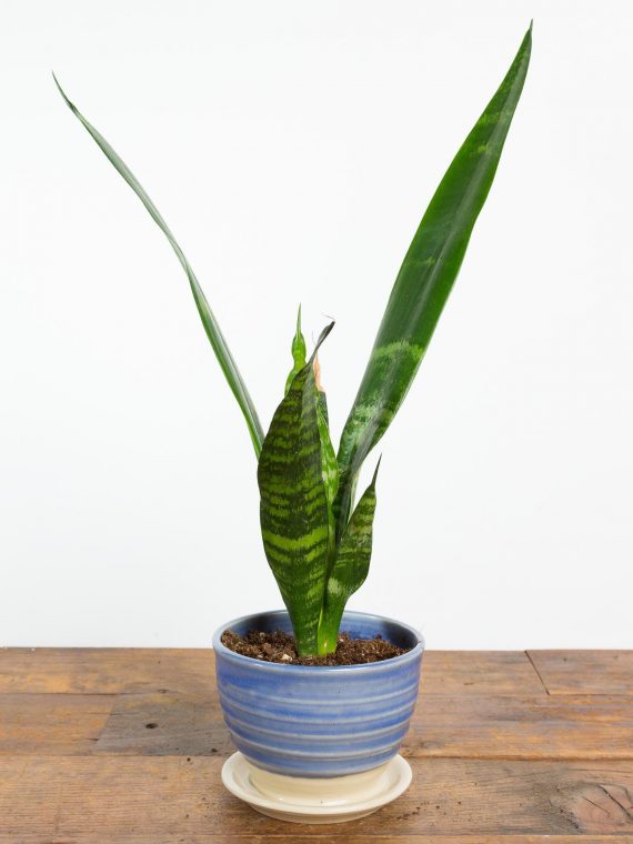 Snake Plant ‘Black Coral’