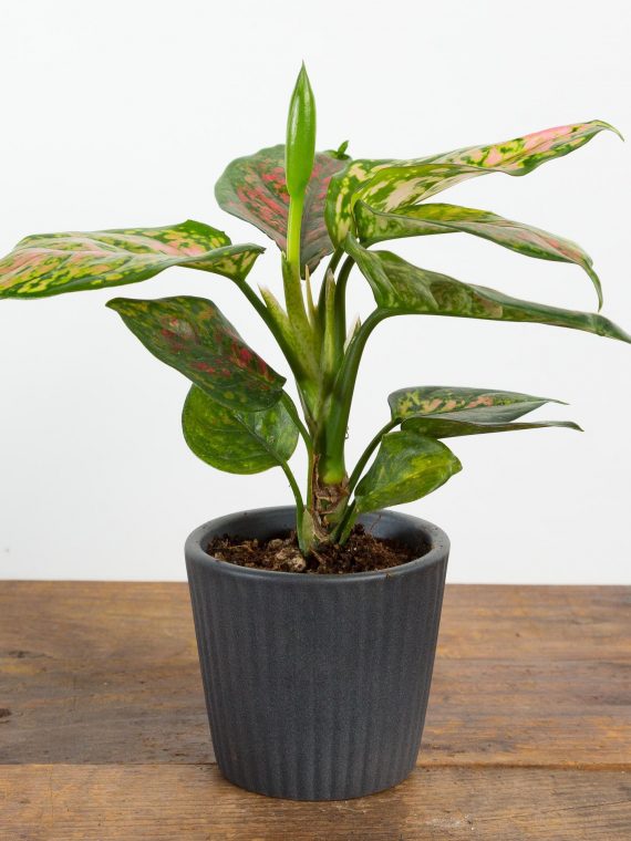 Aglaonema ‘Ruby Ray’