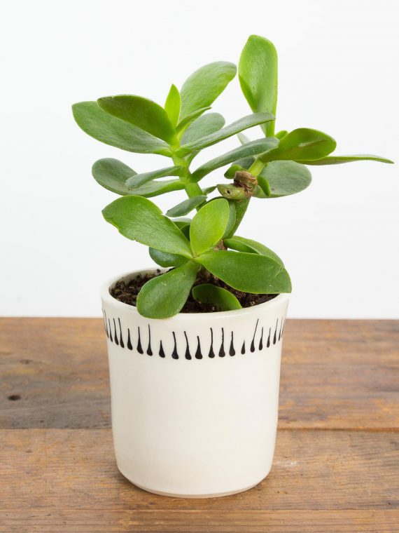 Jade Plant