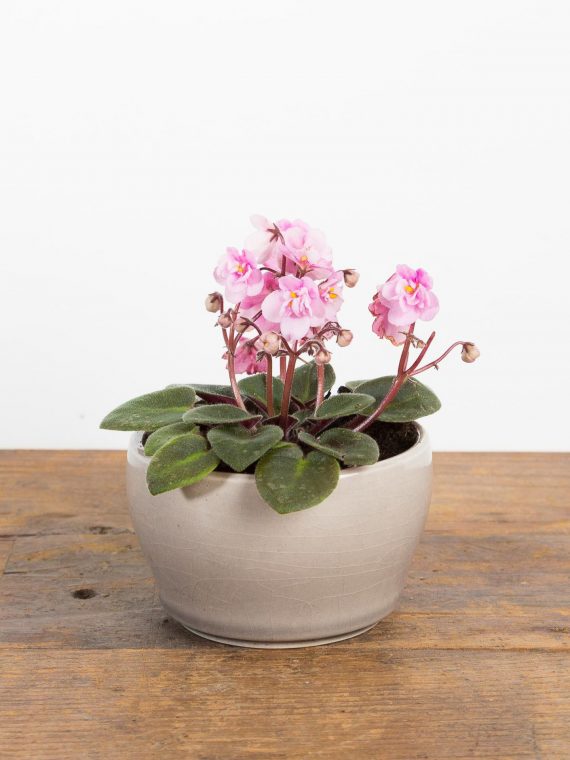 African Violet