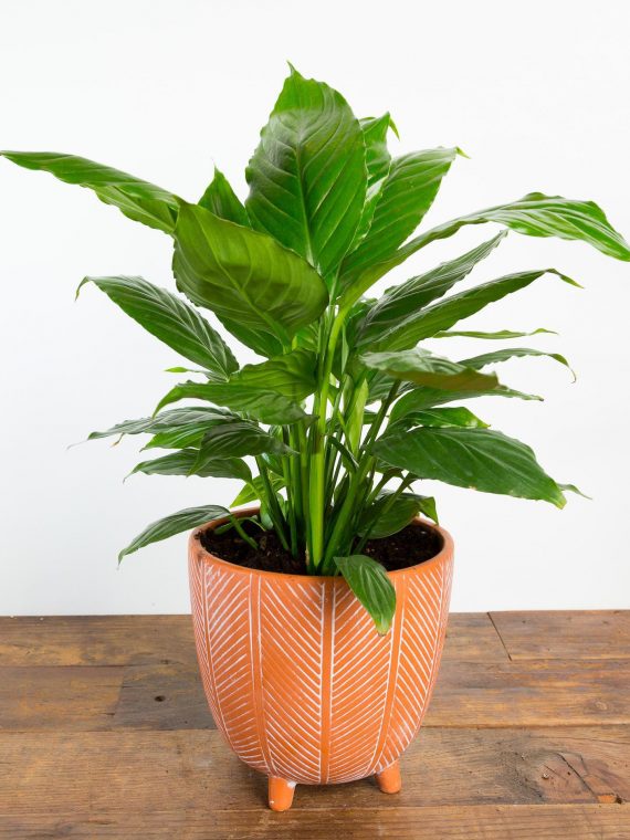 Peace Lily ‘Viscount’