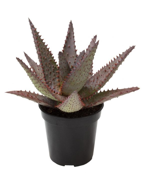 Aloe ‘AJR’