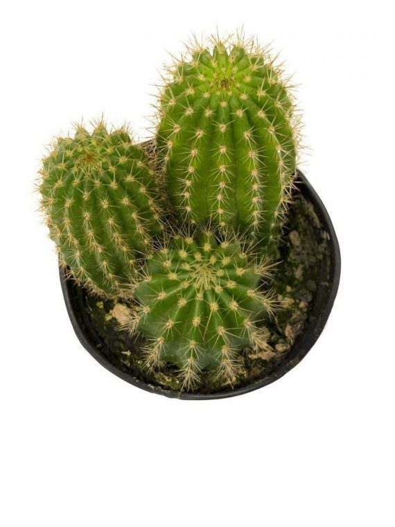 Cactus ‘Torch’