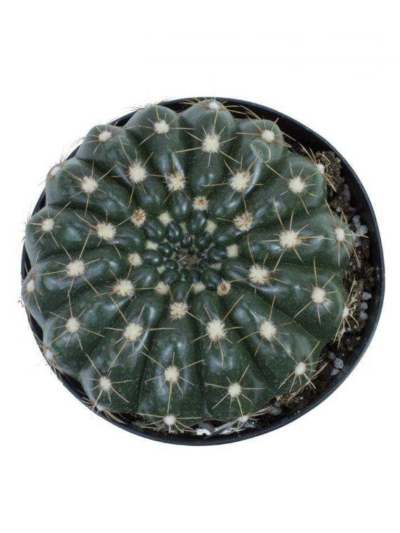 Cactus – Parodia werneri