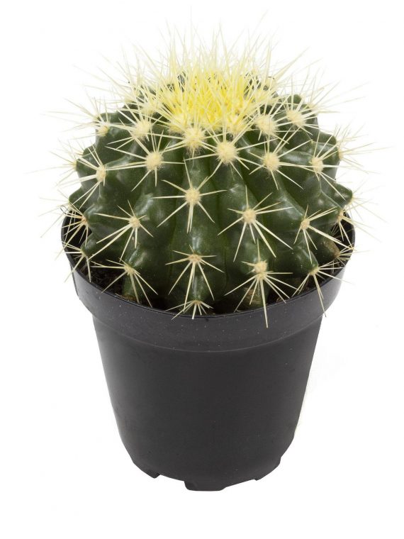 Cactus ‘Golden Barrel’