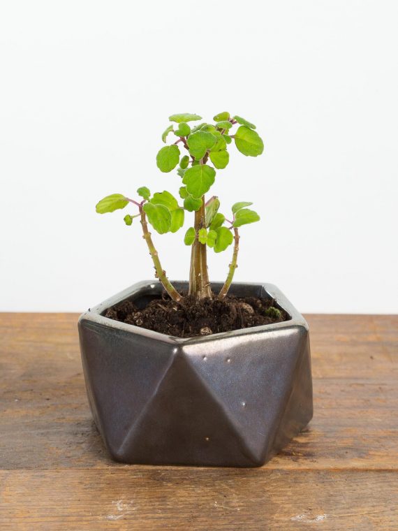 Herb – Bonsai Mint